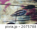 ヒカリイシモチ