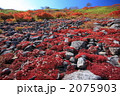 一面のチングルマの紅葉