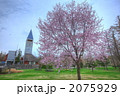 塔と桜