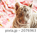 ホワイトタイガー
