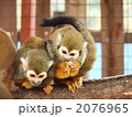 食事中のリスザル