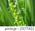 稲の花～横カット