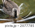 カルガモ