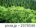 新緑