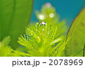 注意事項ありコメント必読! アクアリウムの水草イメージに。