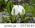 水芭蕉の咲くころ
