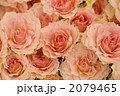 薔薇