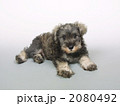 ペット　犬　ミニチュアシュナウザー