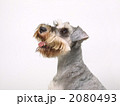 ペット　犬　ミニチュアシュナウザー