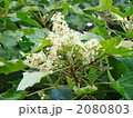 ククイナッツオイルの花