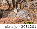 ニホンカモシカ