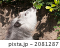 ニホンカモシカ