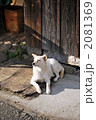 白い犬
