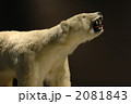 しろくま