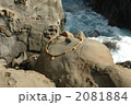 鵜戸神宮