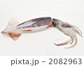 するめいか