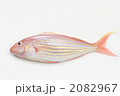 イトヨリダイ