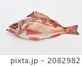 めばる