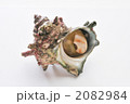 さざえ