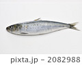 いわし