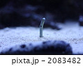 チンアナゴ