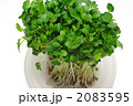 かいわれ大根