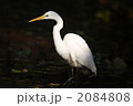 ダイサギ