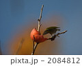 柿とメジロ