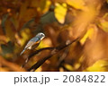 ルリビタキ雄