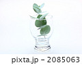 ユーカリの葉