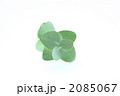 ユーカリの葉