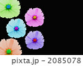 コスモスの花びら