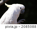 2085088