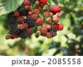 ブラックベリーの実