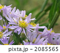 紫苑の花