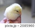 ひよこ１