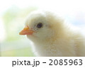 ひよこ３