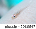 セボシウミタケハゼ