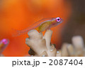 アカメハゼ