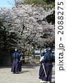 桜の下で剣術