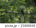 サンコウチョウ雄