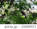 サンコウチョウ雄２枚目