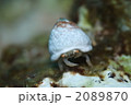 ユキンコボウシガニ