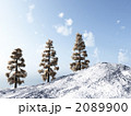 雪と木