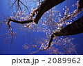 素材ナンバー 2089962 : 「古桜の春」