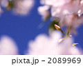 素材ナンバー 2089969 : 「未蕾」