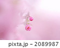 素材ナンバー 2089987 : 「桜花」