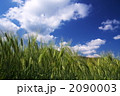 素材ナンバー 2090003 : 「青麦」