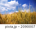 素材ナンバー 2090007 : 「麦秋」