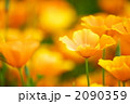 花菱草
